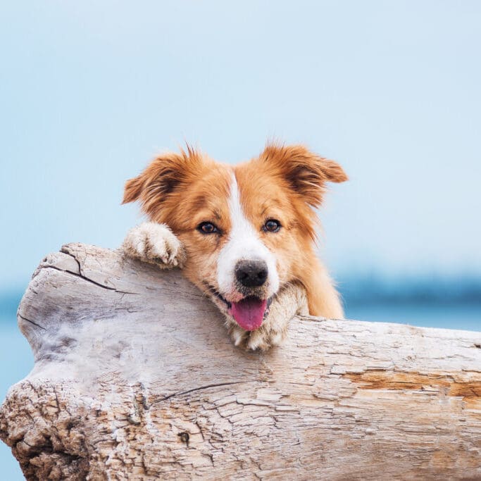Red border collie running on a beach.