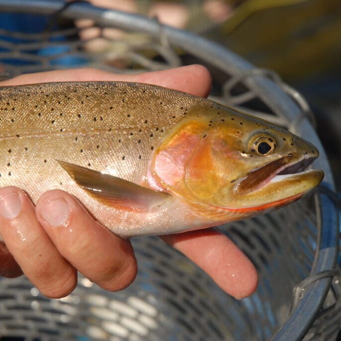 Cutthroat Trout